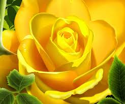 Android Wallpapers Hd Wallpapers Rose Flower Wallpaper Flower Wallpaper Rose Wallpaper