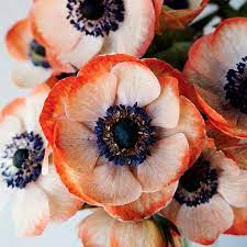 Add A Pop Of Color With Our New Tinted Coral Anemones Anemone Planting Flowers Anemone Flower