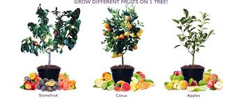 To make perfect grafts it is useful to have a good mastic for grafting. A Fruit Salad Tree Is A Tree That Grows Up To 6 Fruits All On The 1 Tree They Are Multi Grafted Trees Dwarfing Fruit Salad Tree Multi Fruit Tree Fruit Trees