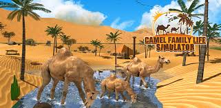 The dromedary, the bactrian, and the wild bactrian (the true camels), plus the in the open woodlands of what is now south dakota.6061 by 35 million years ago, the poebrotherium was the size of a. Amazon Com Camel Family Life Simulator Appstore For Android