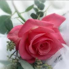 برایه محبت یک شاخه گل کافیست - ازدواج اسان باکمترین هزینه وتشریفات ...