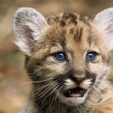 We have an extensive collection of amazing background images carefully chosen by our community. 75 Hd Animals Ipad Backgrounds