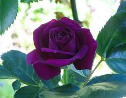 Maybe you would like to learn more about one of these? Coming Up Roses Pretty Purple Rose Boasts Heavenly Fragrance Your Home Losaltosonline Com