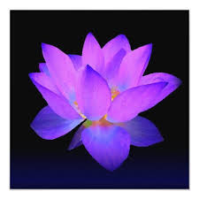 Purple Lotus Invitation Greeting Card Zazzle Com Lotus Flower Pictures Flower Pictures Lotus Flower Wallpaper