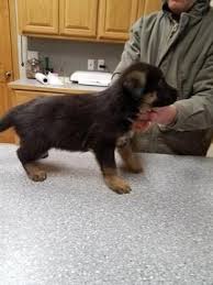 German Shepherd Dog Puppy For Sale In Broken Arrow Ok Adn 62534 On Puppyfinder Com Gender Male Age 6 German Shepherd Puppies Alsatian Dog German Shepherd