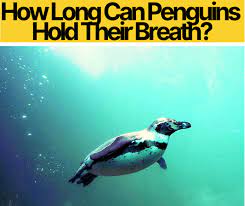 The long capability is because of their natural skill and most. How Long Can Penguins Hold Their Breath Stay Underwater