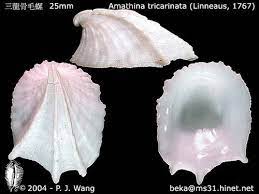 tricarinata sea shells shells shell art