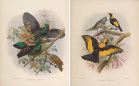 But here we present a great selection of printable bird. Remodelaholic 25 Free Vintage Bird Printable Images