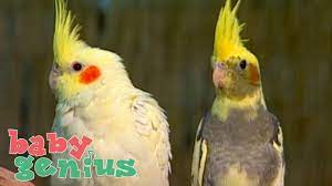 We did not find results for: Videos For Toddlers Animals For Kids Birds Parrots Shapes Colors And Abcs Baby Genius Youtube