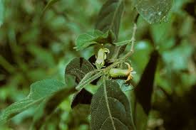 Image result for Streptocarpus montis-bingae