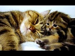 Mom Cat Talking To Her Cute Meowing Kittens 20 Min Bonus Video Youtube Kittens Cutest Cat Talk Kittens