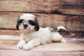 Hence, the breed is not deal for a first time dog owner as a great deal of patience and perseverance is shih tzu owners say they bring their dogs to expert groomers every six to eight weeks. Shih Tzu Puppies Pittsburgh Pa Petland Robinson