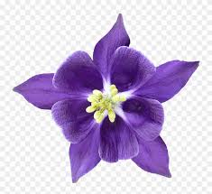 Check spelling or type a new query. Colorado Blue Columbine Hd Png Download 785x720 3926473 Pngfind