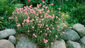 Um einen schönen und gepflegten garten zu haben. Den Garten Pflegeleicht Und Naturnah Gestalten Ndr De Ratgeber Garten