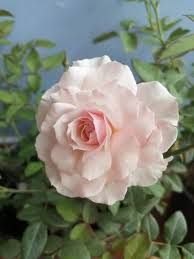 Pin By Yen On Flower In 2020 Beautiful Flowers Flowers Bloom