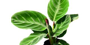 Image result for Otoptera