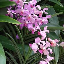 Menggambar dan mewarnai bintang dan pelangi glitter warna warni. Bulan Bintang Publicaciones Facebook