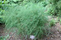 Image result for Asparagus laricinus