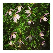 Best color is obtained when planted in a site with morning sun only. Lobelia Chinensis Chinese Creeping Lobelia Broken Arrow Nursery
