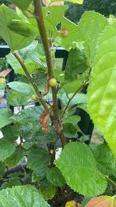 Image result for Grewia arborea