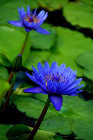 Blue Water Lilies Blue Lotus Flower Water Lilies Lily Flower