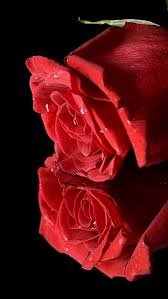 Jetzt das foto rote rose hintergrund herunterladen. Zwei Rote Rosen Schwarzer Hintergrund 640x1136 Iphone 5 5s 5c Se Hintergrundbilder Hd Bild