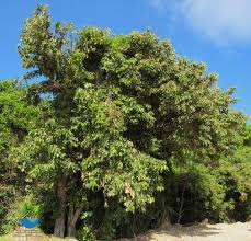 Image result for Heritiera