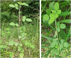 Image result for Indigofera trita