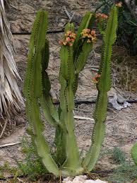 Learn more about the candelabra tree & buy online from patch. Euphorbia Ingens Candelabra Tree Arthropodafotos De