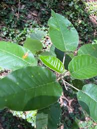 Image result for Croton megalocarpus