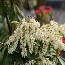 Image result for Pieris japonský obrázek