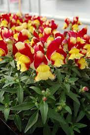 Snapdragon Flower Seeds Snappy Red Yellow Snapdragon Flower Flower Seeds Snapdragon Flowers