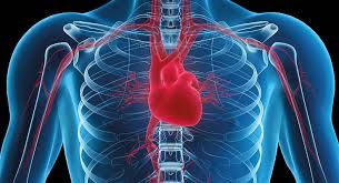 Zu beginn einer herzmuskelentzündung fühlen sich viele betroffene zunächst müde und körperlich schwach. Herz Kreislauf Erkrankungen Klinikum Kulmbach