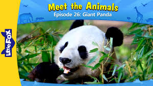 Meet The Animals 26 Giant Panda Level 2 By Little Fox Giant Panda Panda Animals