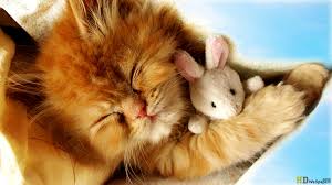 Cute cats cute baby dogs baby animals pictures cute baby cats cute baby animals pets cute cats and kittens cute animal videos cute little i wanna eat you all up! Free Download Cute Baby Kittens Sleep Wallpaper 1366x768 For Your Desktop Mobile Tablet Explore 76 Baby Kitten Wallpaper Cute Kittens Wallpapers Free Kittens Wallpaper For Desktop Cute Kitten Wallpapers For Desktop