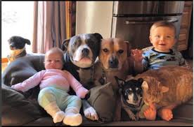 Pitbull Terrier