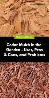 Cedar Mulch In The Garden Uses Pros Cons And Problems Trees Com