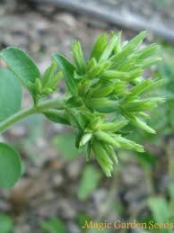Krautertee Susskraut Stevia Rebaudiana Teekrauter Selbst Ziehen Mit Magic Garden Seeds Susskraut Stevia Pflanzen