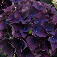 Maybe you would like to learn more about one of these? Deep Purple Hydrangea Dark Purple Flowers Purple Flowers Garden Deep Purple Hydrangea