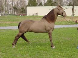 Tennesse Walking Horse Conformation Mammals_horses