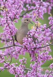 Rosewaterdream Beautiful Birds Spring Birds Mourning Dove