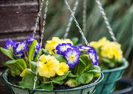 We did not find results for: 27 Best Plants To Use In Hanging Baskets Horticulture Co Uk