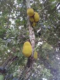Image result for Artocarpus heterophyllus