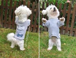We did not find results for: Cutest Paid Free Printable Dog Clothes Patterns Swoodson Says