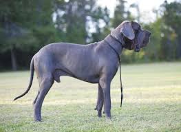 The cost to buy a great dane varies greatly and depends on many factors such as the breeders' location, reputation, litter size, lineage of the puppy, breed popularity (supply and demand), training, socialization efforts, breed lines and much more. The Dane Debate Modern Molosser