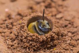 Treatment for bumble bee sting. Ground Bees Signs Of Ground Bees And What To Do