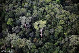 As i already mentioned, the tropical rainforests are located between the tropic of cancer and the tropic of capricorn, and the world's largest rainforests can be found in the amazon (south america), in the congo river basin (west africa). The Rainforest Tropical Forest Facts Photos And Information