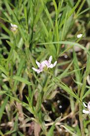 Image result for Justicia striolata