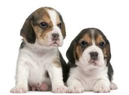 Originally a part of the northwest territory, ohio's boundaries. Price Of A Beagle How Much A Beagle Puppy Costs