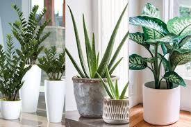 Awalnya kami menyediakan bibit bunga impor maupun lokal karena pada waktu itu masih sulit ditemukan. 9 Jenis Tanaman Hias Untuk Pemula Cantik Dan Tak Ribet